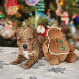 Gingerbread - Apricot male Poodle puppy in Hoagland, Indiana from Kandyland Kennels