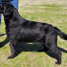 Labrador Retriever All Grown Up from Casbar Labradors
