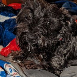 Pippi - Miniature Schnauzer