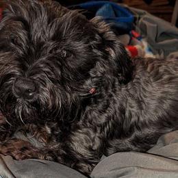Pippi - Miniature Schnauzer