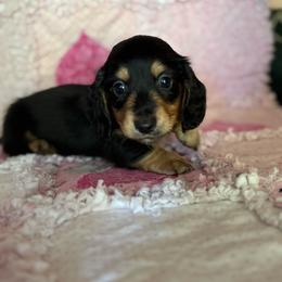 Hot dog - Black and cream male Dachshund puppy in Temecula, California from Naomi Magee's Dachshund Kennel