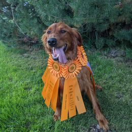Belle - Golden Retriever