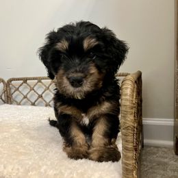 Gomez - male Australian Mountain Doodle puppy in Culpeper, Virginia from Hazel River Doodles