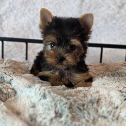 Molly - Black and gold female Yorkshire Terrier puppy in Luray, Tennessee from Little Angel Yorkies