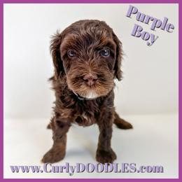 Purple male on hold - Chocolate male Goldendoodle puppy in Taneytown, Maryland from Curlydoodles