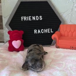 Rachel ( white collar) - Merle female Schnoodle puppy in Novinger, Missouri from Stormi Sky Schnoodles