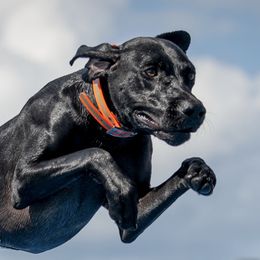 Axel  - German Shorthaired Pointer