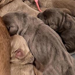 Charcoal girl - Charcoal female Dilute Retriever puppy in Grants Pass, Oregon from KnR Antler Dogs