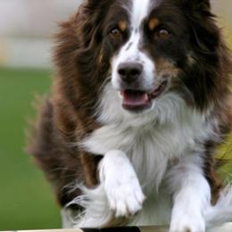 Australian Shepherds from Temptation Stockdogs