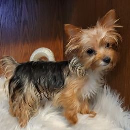 Yorkshire Terriers from Potters Puppies