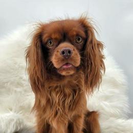 Fudge - Cavalier King Charles Spaniel