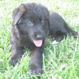 German Shepherd Puppies from V Diamondburg Kennels