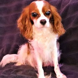 Snicker - Cavalier King Charles Spaniel