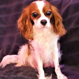 Snicker - Cavalier King Charles Spaniel