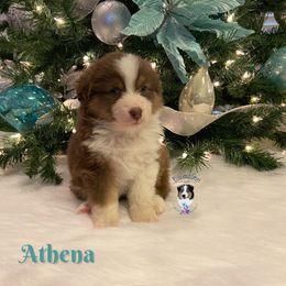 Miniature American Shepherd and Miniature Australian Shepherd Puppies from PreciousGem Miniature American Shepherds