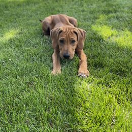 Rhodesian Ridgeback Puppies from River Rock Ridgebacks