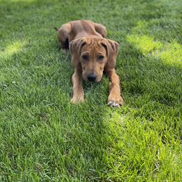 Rhodesian Ridgeback Puppies from River Rock Ridgebacks