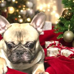 French Bulldog and Rottweiler Puppies from Von Darr Kennels