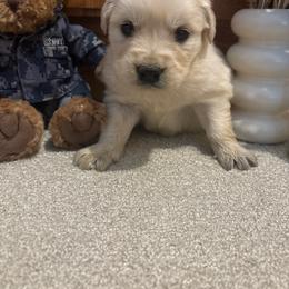 Arnie - Light golden male Golden Retriever puppy in Grant County, Indiana from On The Sunny Side Pavey Farms