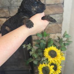Aria - Phantom female Goldendoodle puppy in Sanderson, Florida from Serenity Goldendoodles
