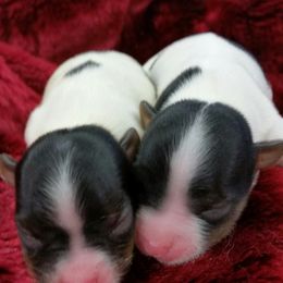 Biewer Terrier Puppies from Butterfly Biewers