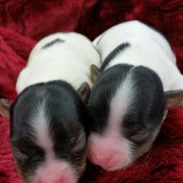 Biewer Terrier Puppies from Butterfly Biewers