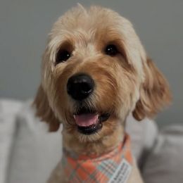 June - Goldendoodle