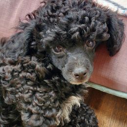 Poodle Puppies from Joanies Poodles