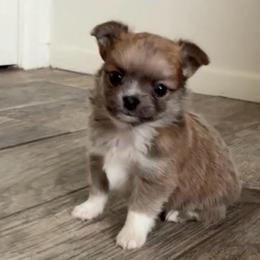 Maverick - Blue and white male Chihuahua puppy in Menifee, California from Lane’s Little Long Coats