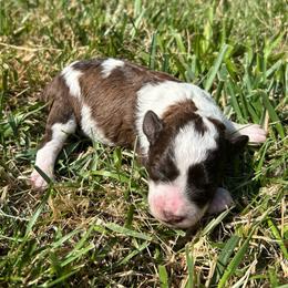 Chuckie - Parti male Miniature Schnauzer puppy in Clover, South Carolina from Bobo’s Babies Kennels