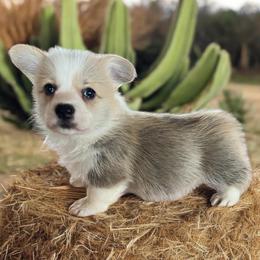 Pembroke Welsh Corgis from Schott’s Country Corgis