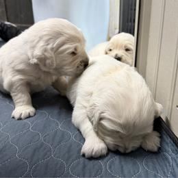 Boy pick 5 - Light golden male Golden Retriever puppy in Waterloo, Indiana from All 4 Paws of Pheasant Run