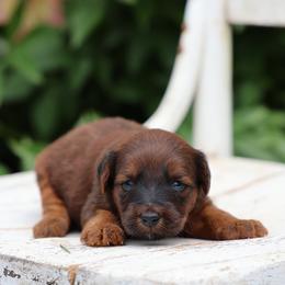 Poppy - Red female Whoodle puppy in West Bend, Iowa from Blue Skies Terriers