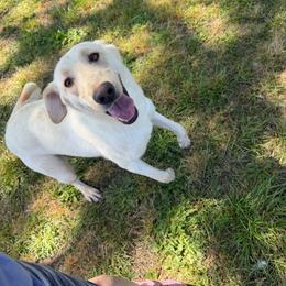 Luna - Labrador Retriever