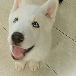 Siberian Huskies from White Siberian Husky