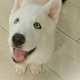 Siberian Huskies from White Siberian Husky