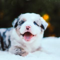 German Shepherd and Sporty Mix Puppies from Savage K9 Kennels