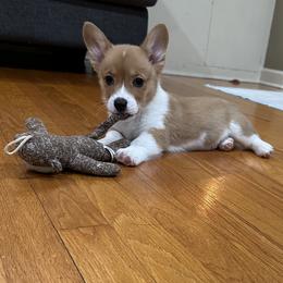 Pembroke Welsh Corgi Puppies from Holler Hounds