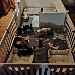 Basset Hound Puppies from Freeman's Floppy-Eared Bassets