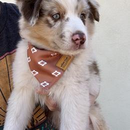 Miniature Australian Shepherd and Toy Australian Shepherd Puppies from Circle T Mini Aussies