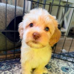 Sweet Cream - with training - Cream female Cockapoo puppy in Boonville, North Carolina from Doods & Dolls