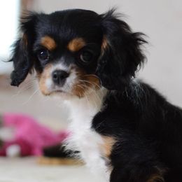 Cavalier King Charles Spaniel Puppies from Country Cavaliers