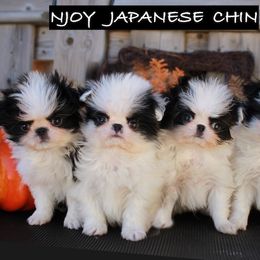 Japanese Chins from Njoy Japanese Chin