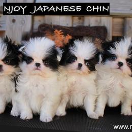 Japanese Chins from Njoy Japanese Chin