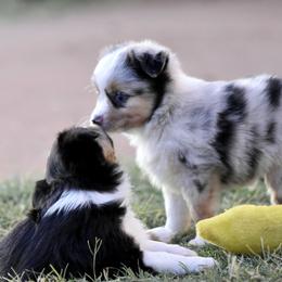 Hamilton - Blue merle male Toy Australian Shepherd puppy in Wichita Falls, Texas from Shooting Stars Ranch Toy and Mini Aussies