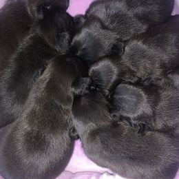 Pug Puppies from The Grumble Pack