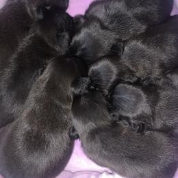 Pug Puppies from The Grumble Pack