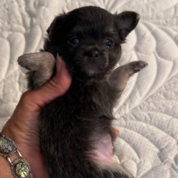 Blue girl 7,500 - Blue and tan female Chihuahua puppy in Summerfield, Florida from Uey’s Chihuahuas