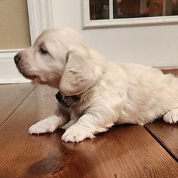 Dachshund Puppies from Buckwild Doxies