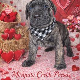 Comanche - Tiger male Perro de Presa Canario puppy in Horizon, Texas from Mesquite Creek Kennels